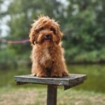 Mango-female-maltipoo-puppy-for-sale- (3)