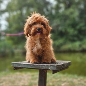 Mango Maltipoo Mango Maltipoo