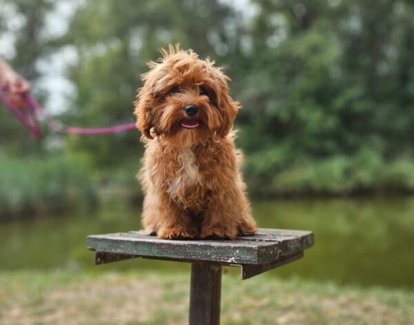 Mango Maltipoo Mango Maltipoo