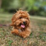 Mango-female-maltipoo-puppy-for-sale- (4)