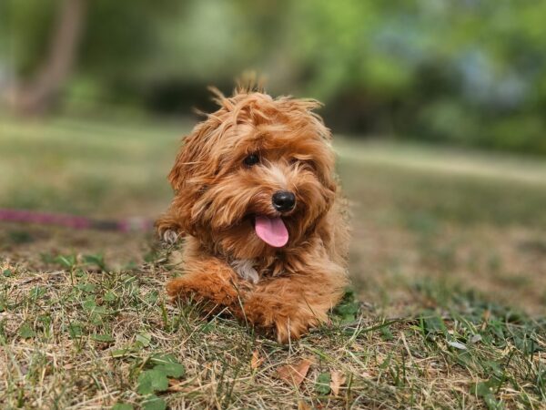 Mango Maltipoo Mango Maltipoo