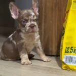 Marel-male-french-bulldog-puppy-for-sale-1 (1)