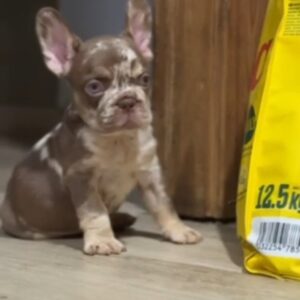 Marel French Bulldog Marel French Bulldog