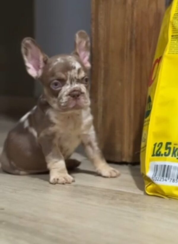 Marel French Bulldog Marel French Bulldog