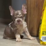 Marel-male-french-bulldog-puppy-for-sale-1 (2)