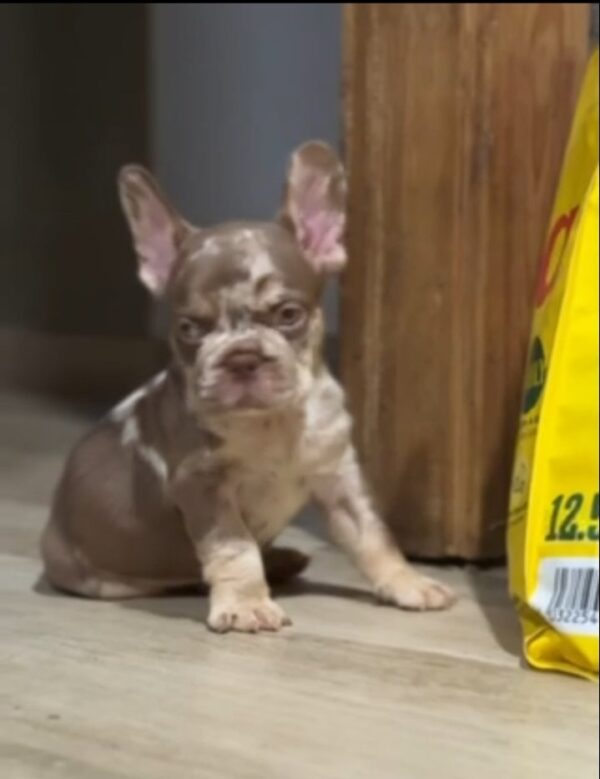 Marel French Bulldog Marel French Bulldog