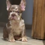 Marel-male-french-bulldog-puppy-for-sale-1 (3)