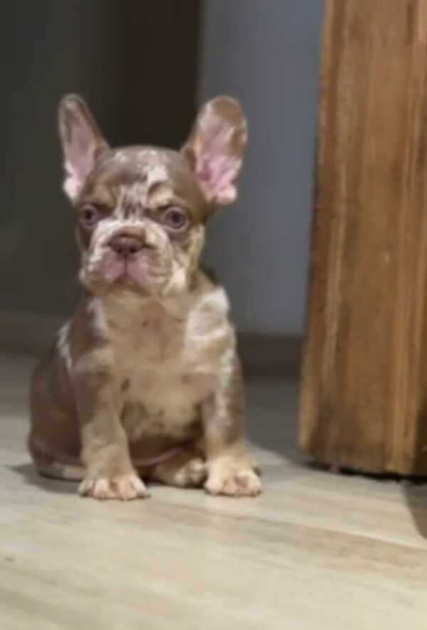 Marel French Bulldog Marel French Bulldog