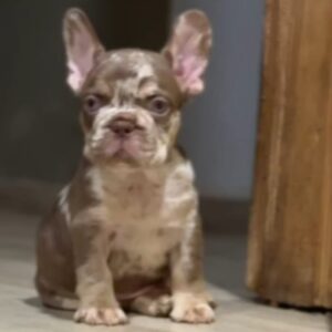 Marel French Bulldog Marel French Bulldog