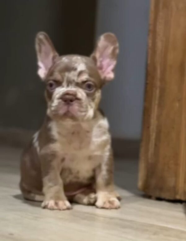 Marel French Bulldog Marel French Bulldog