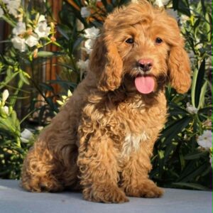 Mars Cavapoo Mars Cavapoo