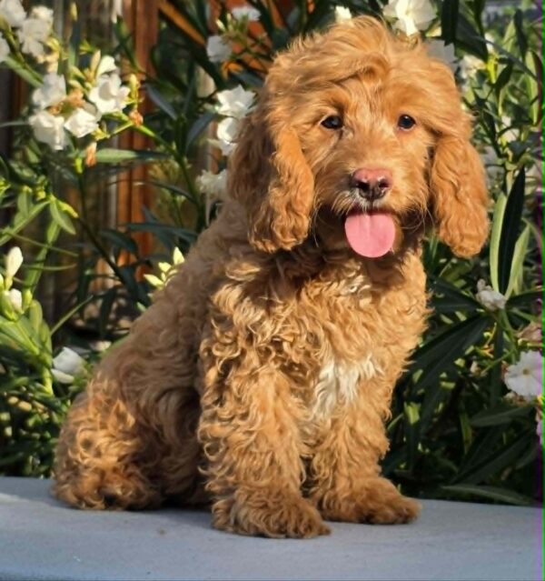 Mars Cavapoo Mars Cavapoo