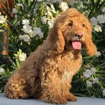 Mars-male-cavapoo-puppy-for-sale- (2)