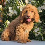 Mars-male-cavapoo-puppy-for-sale- (3)