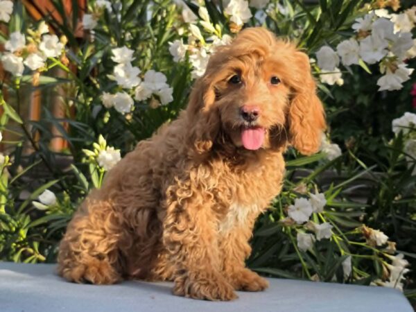 Mars Cavapoo Mars Cavapoo