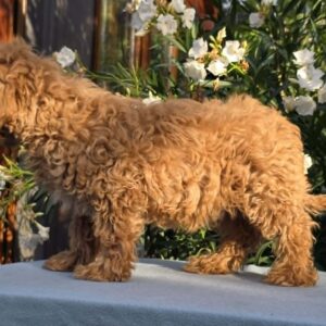 Mars Cavapoo Mars Cavapoo