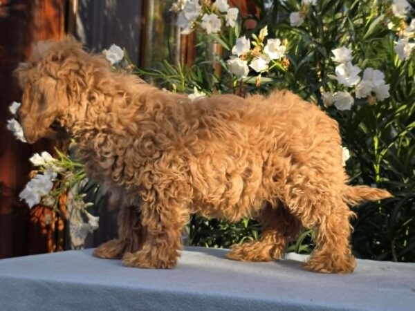 Mars Cavapoo Mars Cavapoo