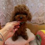 Memphis-male-Poodle-puppy-for-sale-1