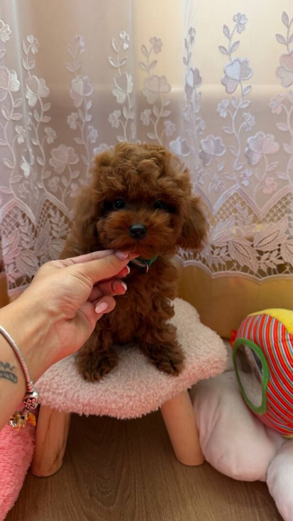 Memphis Toy Poodle Memphis Toy Poodle