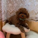 Memphis-male-Poodle-puppy-for-sale-2