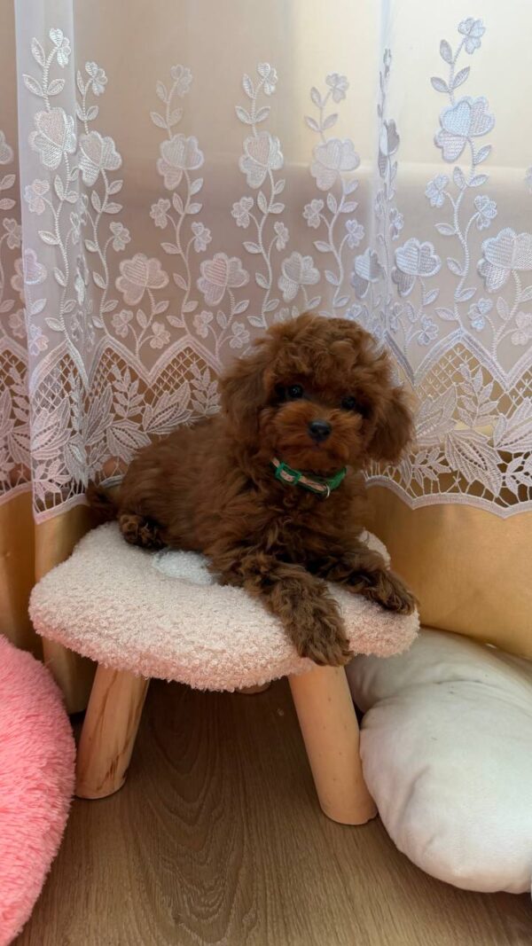 Memphis Toy Poodle Memphis Toy Poodle