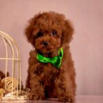 Memphis-male-Poodle-puppy-for-sale-3