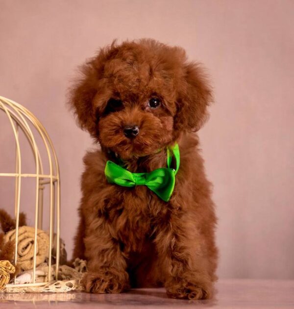 Memphis Toy Poodle Memphis Toy Poodle