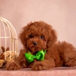 Memphis-male-Poodle-puppy-for-sale-4