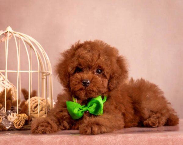 Memphis Toy Poodle Memphis Toy Poodle