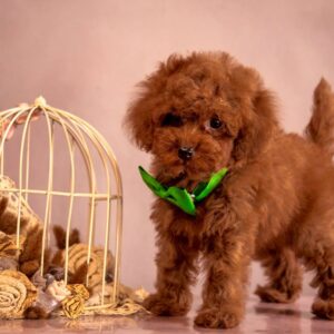 Memphis Toy Poodle Memphis Toy Poodle