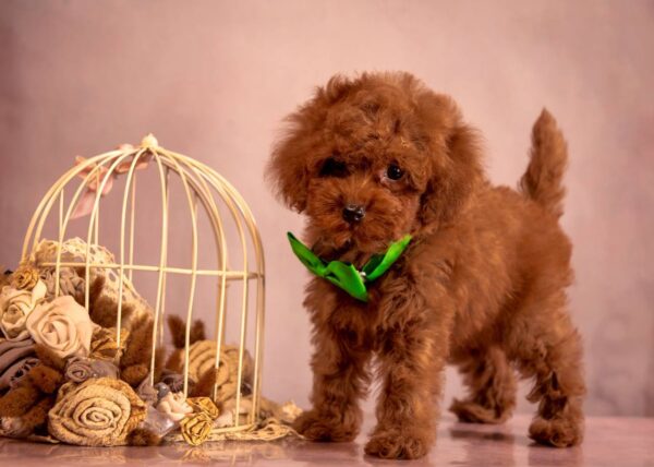 Memphis Toy Poodle Memphis Toy Poodle