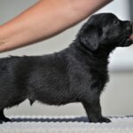 Menor-male-labrador-retriver-puppy-for-sale-1 (1)