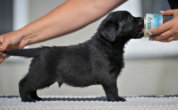Menor Labrador Retriever Menor Labrador Retriever