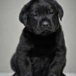 Menor-male-labrador-retriver-puppy-for-sale-1 (2)