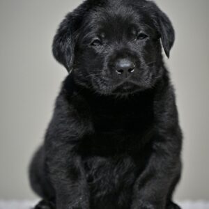 Menor Labrador Retriever Menor Labrador Retriever
