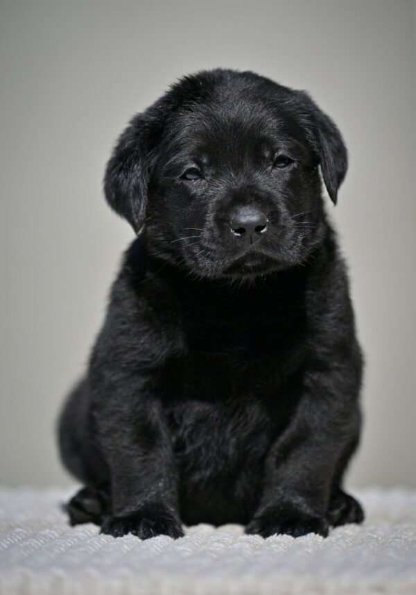 Menor Labrador Retriever Menor Labrador Retriever