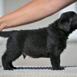 Menor-male-labrador-retriver-puppy-for-sale-1 (3)