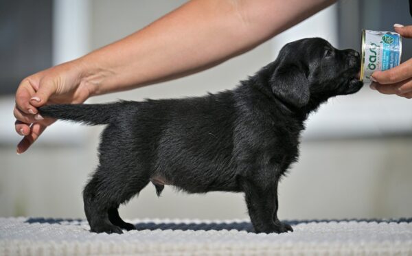 Menor Labrador Retriever Menor Labrador Retriever