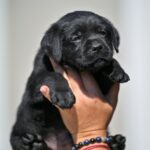 Menor-male-labrador-retriver-puppy-for-sale-1 (4)