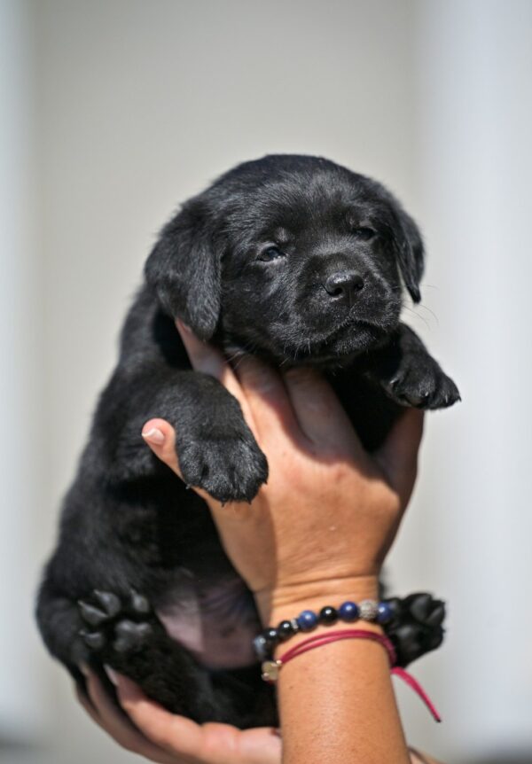 Menor Labrador Retriever Menor Labrador Retriever