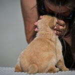 Mikado-male-labrador-retriver-puppy-for-sale-1 (1)