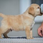 Mikado-male-labrador-retriver-puppy-for-sale-1 (2)