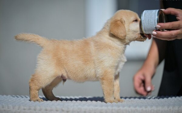 Mikado Labrador Retriever Mikado Labrador Retriever