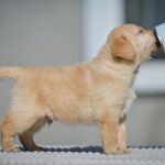 Mikado-male-labrador-retriver-puppy-for-sale-1 (3)