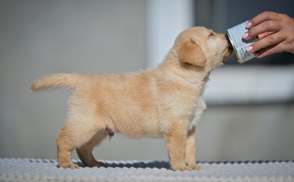 Mikado Labrador Retriever Mikado Labrador Retriever
