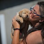 Mikado-male-labrador-retriver-puppy-for-sale-1 (4)