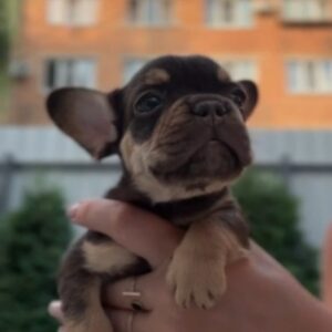 Mikki French Bulldog Mikki French Bulldog