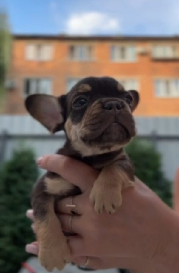 Mikki French Bulldog Mikki French Bulldog
