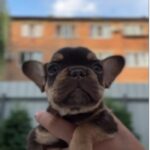 Mikki-male-french-bulldog-puppy-for-sale-1 (2)
