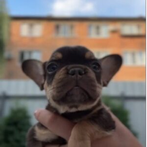 Mikki French Bulldog Mikki French Bulldog